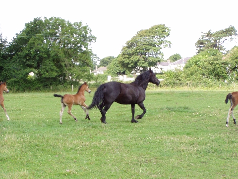 Picture of Coed Newydd Korine