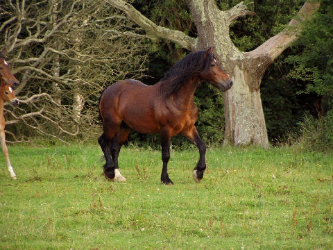 Picture of Coed Newydd Jack The Lad