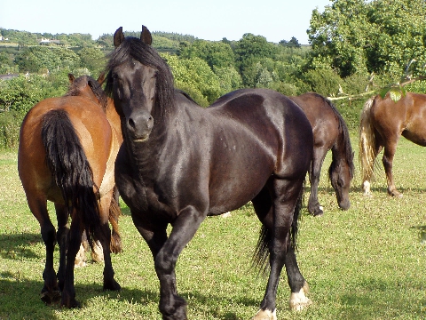 Picture of Coed Newydd Fighting Spirit