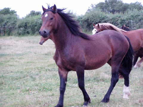 Picture of Coed Newydd Pacemaker